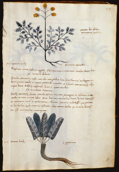 Torsk. 2377 Artemisia og lapparium, medisinplanter fra en 