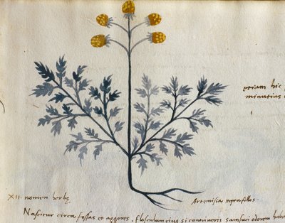 Torsk. 2007 Artemisia, medisinplante fra en 
