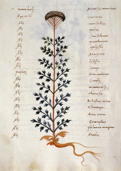 Torsk. 2377 Artemisia, medisinplante fra en 