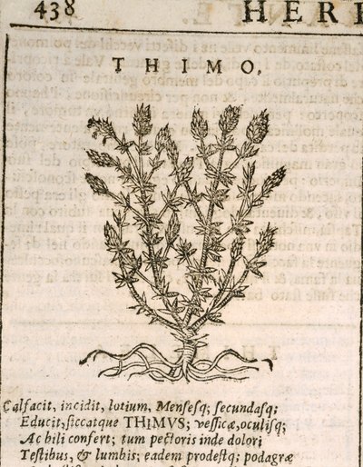 Vanlig timian (Thymus vulgaris), gravering av Castore Durante av Italian School
