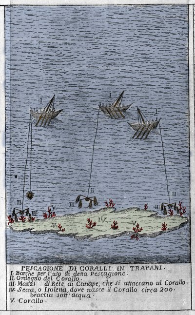 Korallfiske i Trapanibukta på Sicilia, en representasjon av små undervannsøyer hvor det dannes korallfat. Gravering fra "" Stato Presente della Sicilia"" av Arcangelo Leanti, Palermo 1761 av Italian School