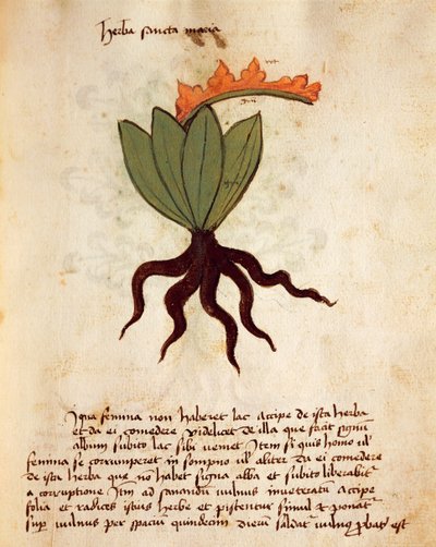 Kostbar eller balsamurt (Tanacetum balsamita) av Italian School