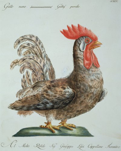 Dverghane, ca. 1767-76 (håndfarget gravering) av Italian School