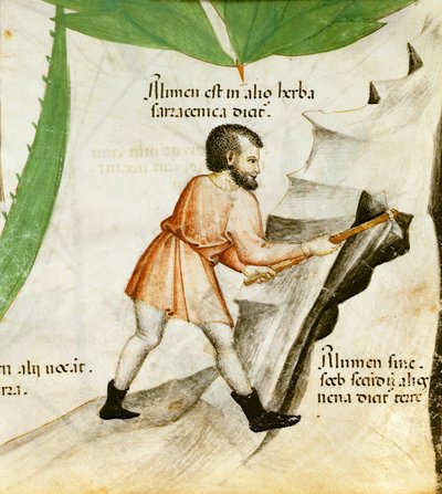 Ekstraherende alun, ca. 1440 (farge litho) av Italian School