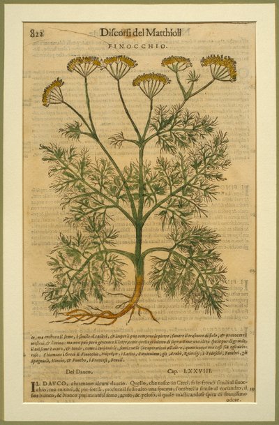 Fennikel, en botanisk plate fra Discorsi av Pietro Andrea Mattioli (1501-77) utgitt i Venezia, 1570 av Italian School
