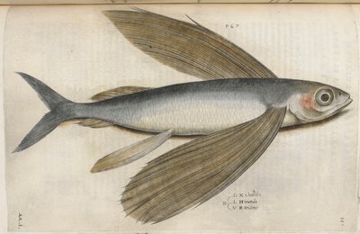 Flyvende fisk, illustrasjon fra 