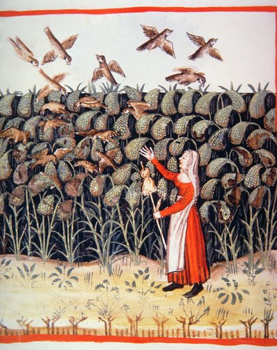 Fol.47 v Millet, illustrasjon fra Tacuinum Santiatis Codex Vindobonensis av Italian School