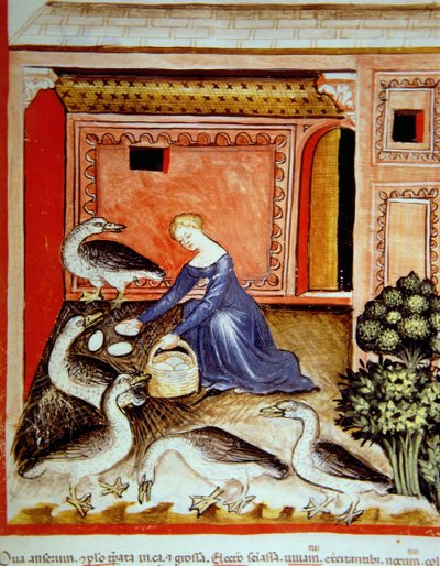 Fol.66r oppdrettsgjess, illustrasjon fra Tacuinum Santiatis Codex Vindobonensis av Italian School