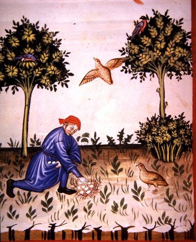 Fol.66v Samler rapphøneegg, illustrasjon fra 