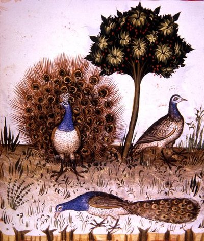 Fol.70r Peacocks, illustrasjon fra 