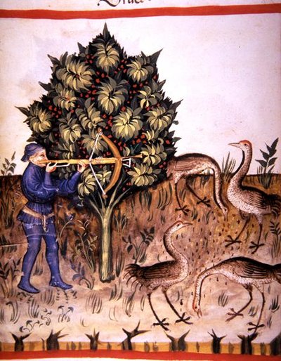 Fol.70v jaktkran, illustrasjon fra 