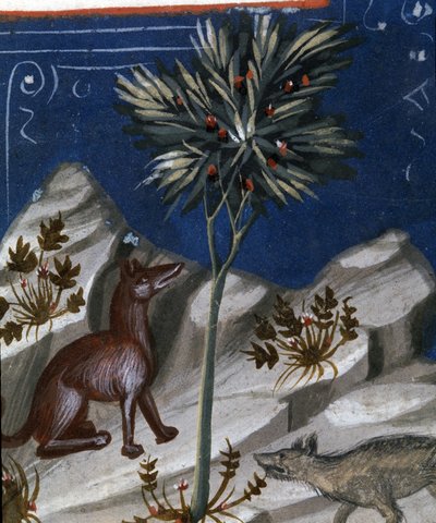Fox and a wolf, illustrasjon fra "Codex Justianus", 1350 av Italian School