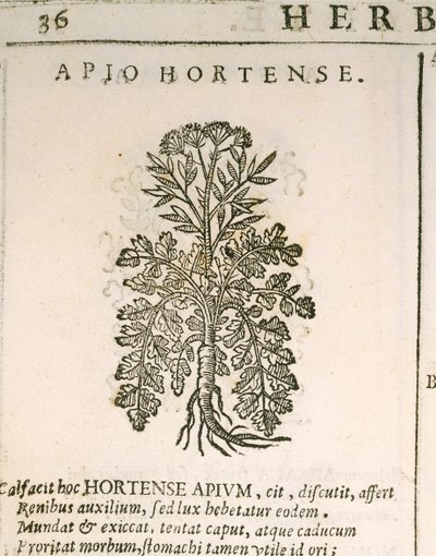 Hagepersille (Petroselinum crispum), gravering av Castor Durante av Italian School