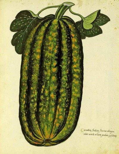 Green Oblong Squash av Ulisse Aldrovandi (1522 - 1605) plate utgitt i Piante Fiori Frutti (håndfarget gravering). av Italian School