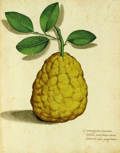 Heirloom Lemon av Ulisse Aldrovandi av Italian School