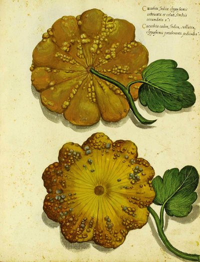 Heirloom Squash av Ulisse Aldrovandi av Italian School