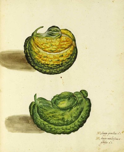 Heirloom Squash av Ulisse Aldrovandi av Italian School