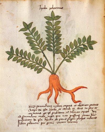 Herba Poleximos av Italian School