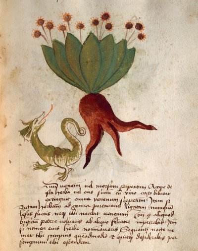Herba Vermicularia av Italian School