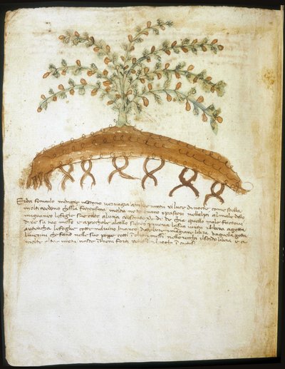 Herbarium fra 1300-tallet. Riminis kommunale bibliotek. av Italian School
