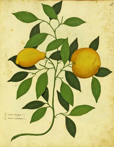 Italian Heirloom Lemon av Ulisse Aldrovandi (1522 - 1605) plate utgitt i Piante Fiori Frutti (håndfarget gravering). av Italian School