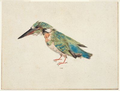 Kingfisher, ca. 1650-99 (svart kritt, akvarell, kroppsfarge på lagt papir, nedlagt, med brune blekkrammelinjer på tre kanter) av Italian School