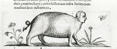La manticore - i "Om naturen til monstrenes årsaker bok to" av Fortunio Skjønt av Italian School