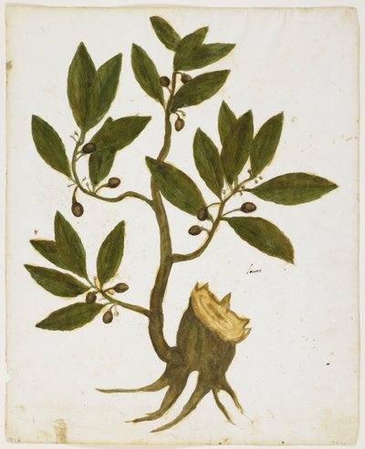 Laurel Tree (Laurus nobilis) (wc og tempera på papir) av Italian School