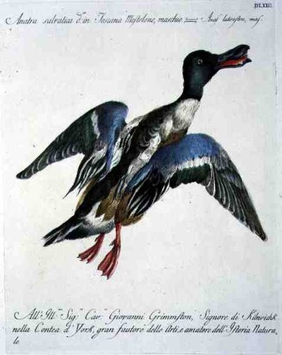 Mallard in Flight, ca. 1767-76 (håndfarget gravering) av Italian School