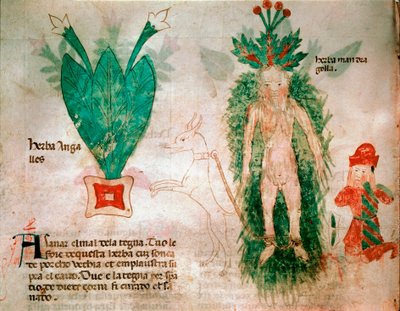Medisinplanter: representasjon av mandrake. En hund festet til roten gjør at den kan fjernes fra bakken. Tallerken hentet fra en godbit av medisin fra 1300-tallet Padua, biblioteca dell'Universita Italia av Italian School