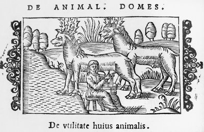 Melking av reinsdyr, illustrasjon fra History of the Northern Nations av Olaus Magnus (1490-1558), utgitt i Roma, 1555 av Italian School