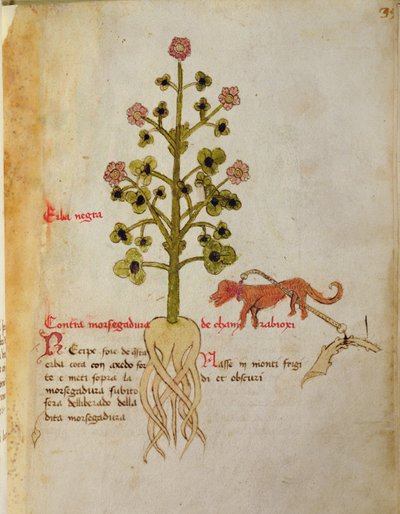 Ms 1591 Fol.38r Herba negra (vellum) av Italian School