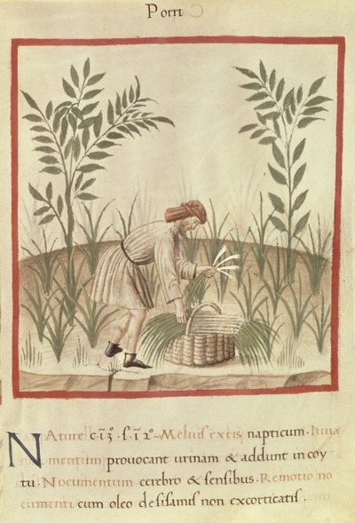 Ms 3054 f.22 Høsting av purre, fra 