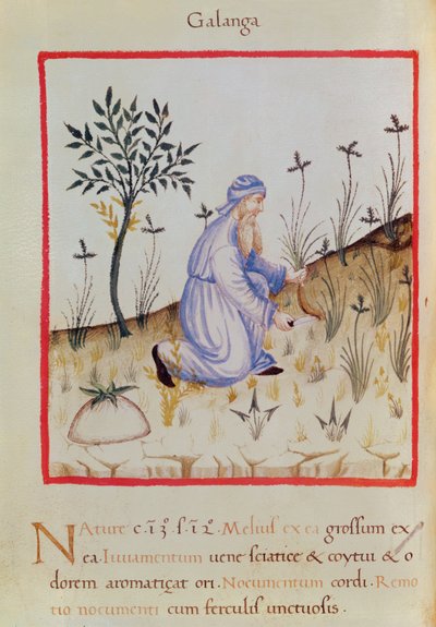 Ms 3054 f.22 Harvesting galangal, fra 