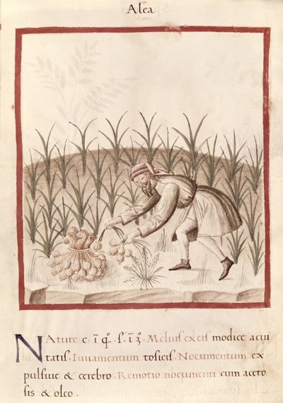Ms 3054 fol.23 Harvesting Garlic, fra 