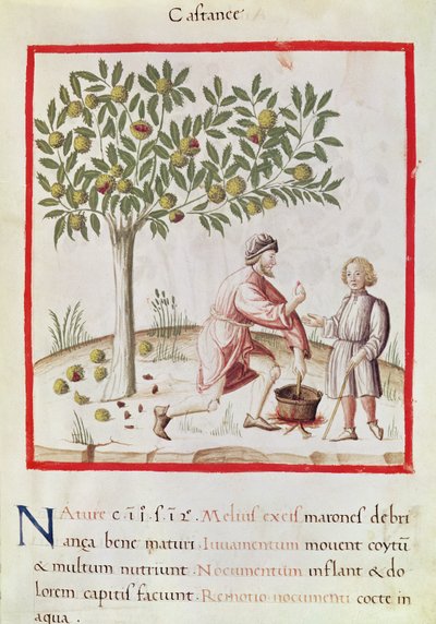Ms 3054 fol.31 Høsting og koking av kastanjer, fra 