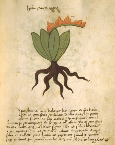 Ms 320 M Fol.28r Herb Santa Maria, fra The Book of Herbarius sammen med metodene for å tilberede medisiner av Orgione Rizzardo av Italian School