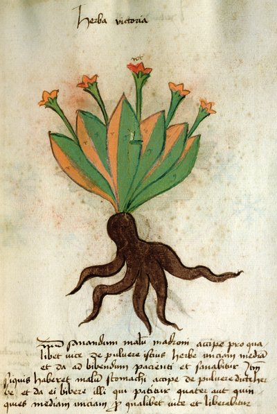 Ms 320 M Fol.34r Herba Victoria, fra 