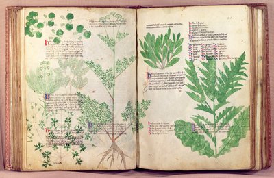 Ms Lat 6823 fol.19v & 80 Plants from De Herbis av Manfredus de Monte Imperiali, ca. 1330-40 av Italian School