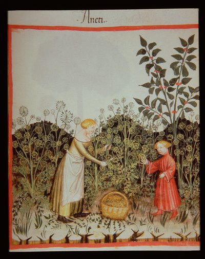 Nova 2644 f.32r Samler dill av Italian School