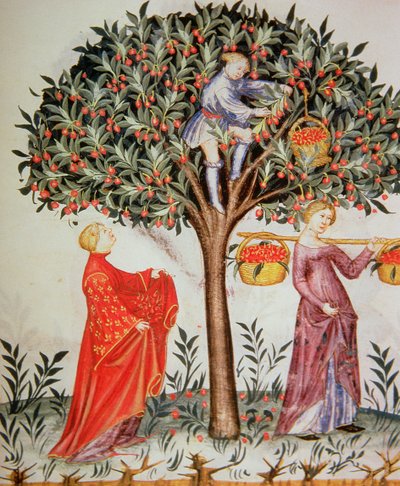 Nova 2644 fol.12r plukkekirsebær, fra Tacuinum Sanitatis Codex Vindobonensis av Italian School