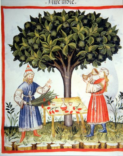 Nova 2644 fol.14r Gathering Nutmeg, fra Tacuinum Sanitatis av Italian School