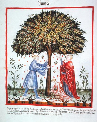 Nova 2644 fol.15v Gathering Jujubes, fra Tacuinum Sanitatis Code Vindobonensis (på vellum) av Italian School