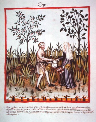 Nova 2644 fol.25v Høsting av løk, fra Tacuinum Sanitatis Code Vindobonensis (på vellum) av Italian School