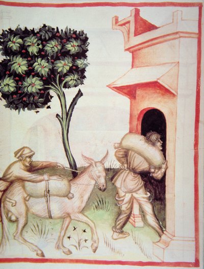 Nova 2644 fol.91v Olivenolje: transport av oliven, fra Tacuinum Sanitatis av Italian School