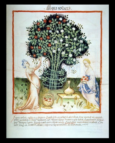 Nova 2644 fol.93r Rose Water, fra Tacuinum Sanitatis Code of Vienna av Italian School