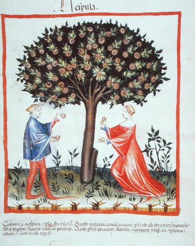 Nove 2644 fol.10v Gathering Walnuts, fra Tacuinum Hygiene Code Vindobonensis (på vellum) av Italian School