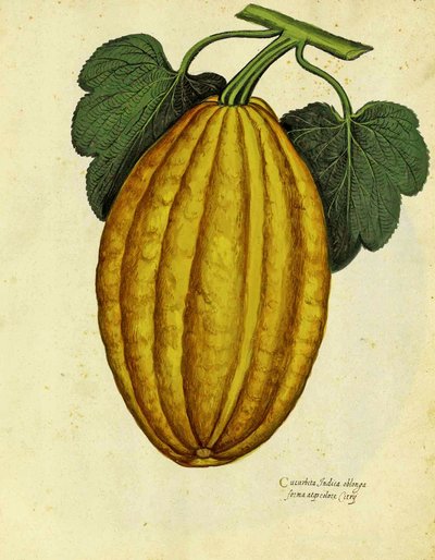 Oblong Squash av Ulisse Aldrovandi av Italian School