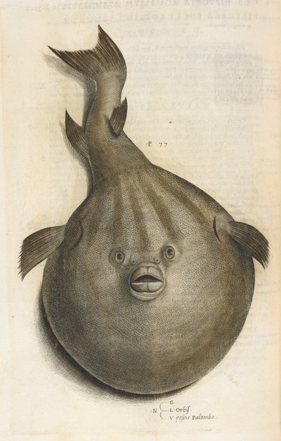 Verden Pesci Palombo, illustrasjon fra 