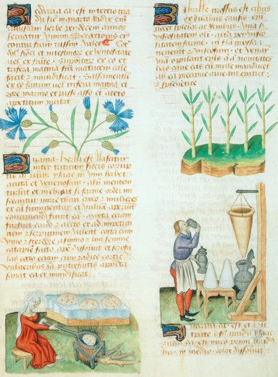 Side fra Tractatus de Herbis av Dioscorides Pedanius av Italian School